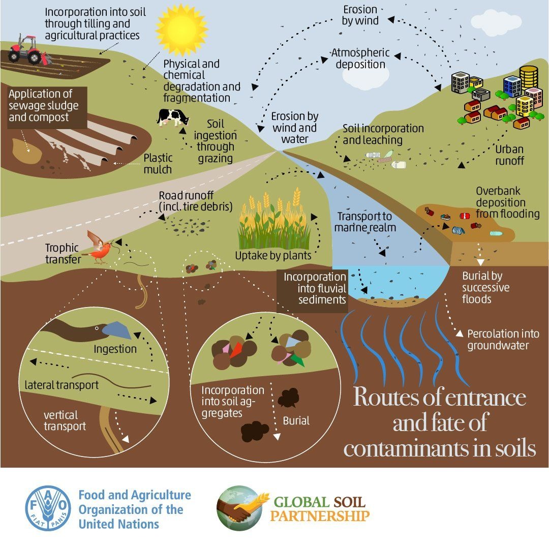 Routes of Entrance and Fate of Contaminants in Soils