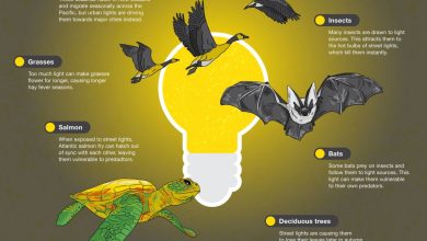 MARINE TURTLE LIFE-CYCLE -